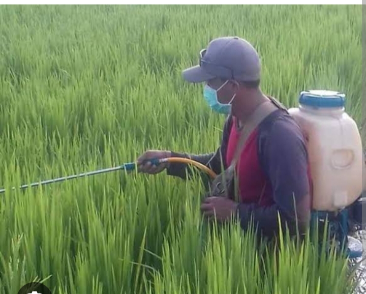 PENYEMPROTAN PADA TANAMAN PADI