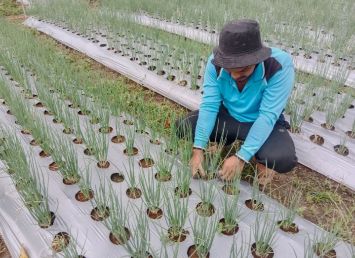 PROSES PEMBASMIAN GULMA PADA BAWANG MERAH