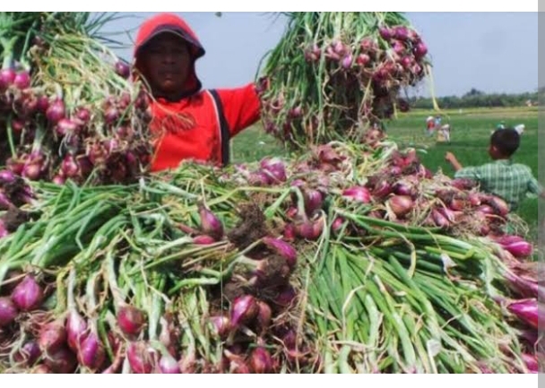 PROSES PANEN BAWANG MERAH