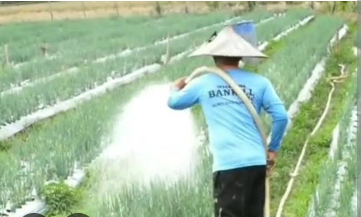 PROSES PENYIRAMAN PADA BAWANG MERAH